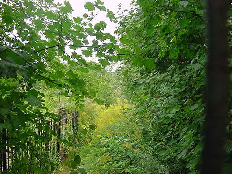 Hazelwell Station site></P>
<P>
The approach to the southbound platform.</P>
<P>
<IMG SRC=